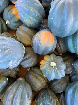 Large piles scattering of small pumpkins and gourds Stock Photos