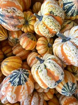 Large piles scattering of small pumpkins and gourds Stock Photos