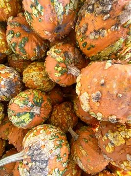 Large piles scattering of small pumpkins and gourds Stock Photos