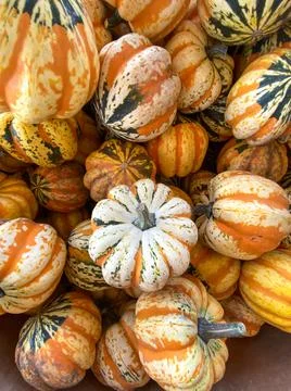 Large piles scattering of small pumpkins and gourds Stock Photos