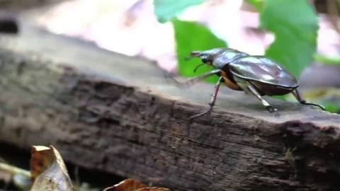Large pincer beetle crawling away forest floor closeup Stock Footage 77569947