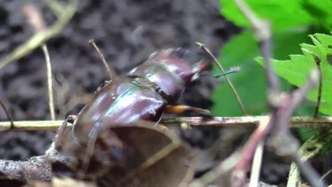 Large pincer beetle crawling on forest floor closeup Stock Footage 77569452