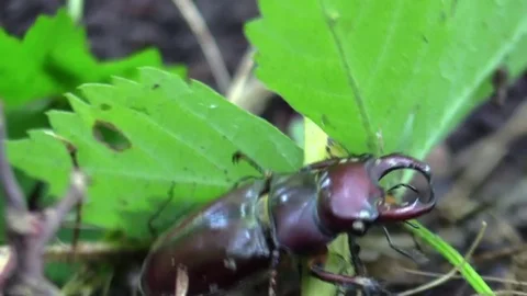 Large pincer beetle crawling over sticks on forest floor closeup Stock Footage 77569474
