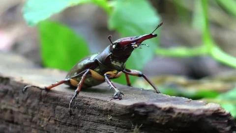 Large pincer beetle crawling rotton wood forest floor closeup Stock Footage 77569944