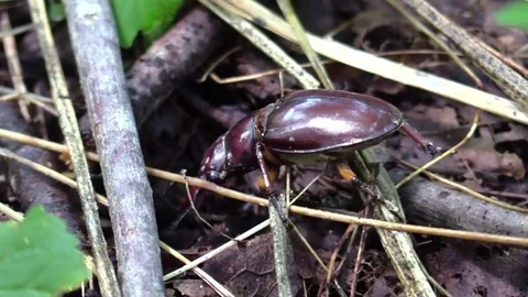 Large pincer beetle crawls toward camera forest floor closeup Stock Footage 77571356