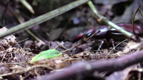 Large pincer beetle crawls under tree branch forest floor closeup Stock Footage 77570569