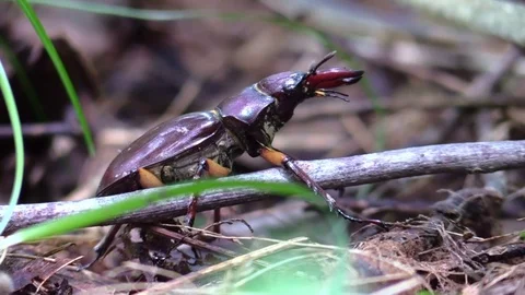 Large pincer beetle standing over tree branch forest floor closeup Stock Footage 77570543
