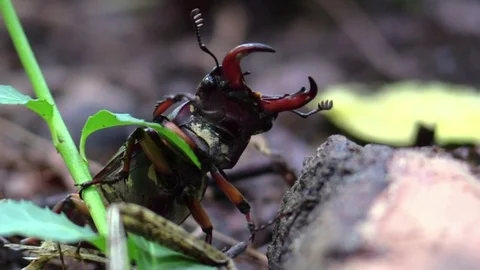 Large pincer beetle underside view forest floor closeup Stock Footage 77569965