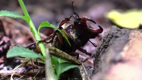 Large pincer beetle underside view crawls away forest floor closeup Stock Footage 77569967