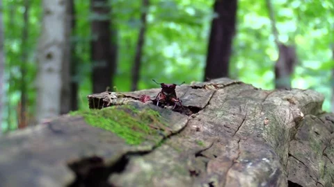 Large pincer beetle zoom in close Stock Footage 77569451