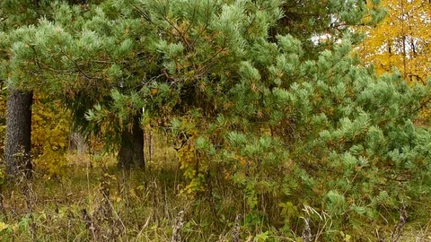 Large pine branch on the background of the autumn forest Stock Footage 117418902