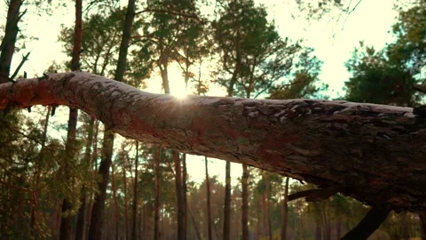 Large Pine Branch in Heart of Forest with sunbeams. Sizeable tree branch Stock Footage 265856024