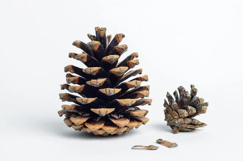 Large pine cone and small fir cone Stock Photos