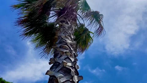 A large pine cone and a tall palm tree on the seashore Stock Footage 248088218