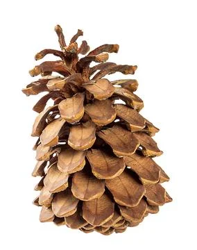 Large pine cone with a bright texture.Isolate on a white background Foto stock