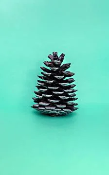 Large pine cone close-up on blue green background. Abstract Stock Photos