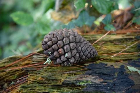 A large pine cone on a fallen tree with a bokeh background Stock Photos