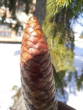 Large pine cone. Stock Photos