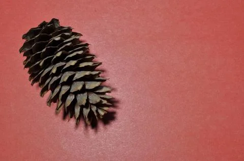 Large pine cone. Pine cone on a pink background. Stock Photos