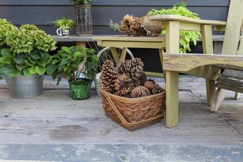 Large pine cones in a basket, on a backyard autumn still life Stock Photos