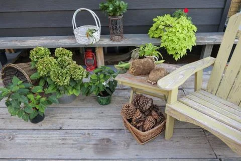 Large pine cones in a basket, on a backyard autumn still life Stock Photos
