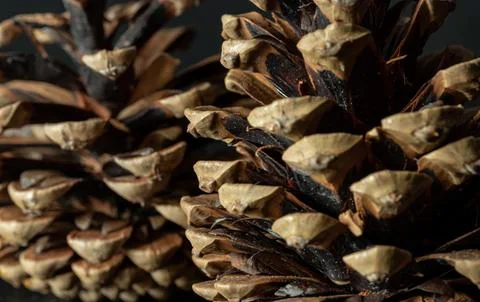Large pine cones on dark background. Stock Photos