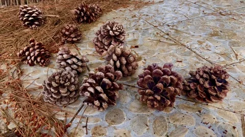 Large pine cones near the path. Beautiful resort area. Stock Footage 248181203