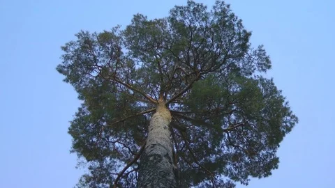 Large pine in the forest, against the blue sky, increase. Stock Footage 80538293