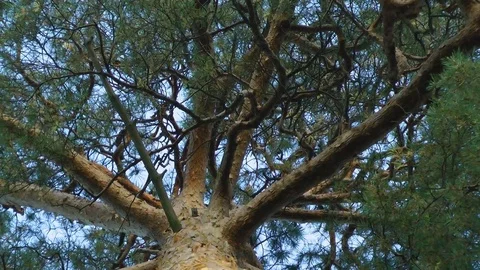 Large pine in the forest, against the blue sky, decrease. 库存影片 80566370