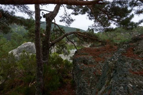 A large pine forest in autumn under a cloudy sky Stock Photos