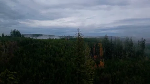 Large pine forest on cloudy day  Stock-Footage 294708302