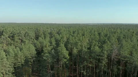 Large pine forest Stock Footage