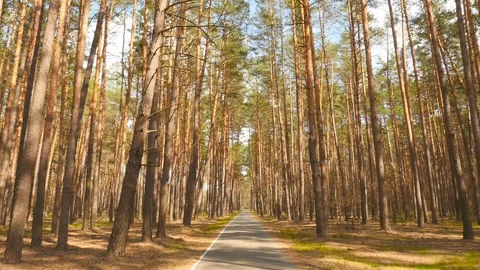 Large pine forest. Long asphalt road. Old trees. Movement of the camera forward Stock Footage 119825427