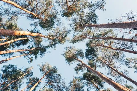 Large pine forest Stock Photos