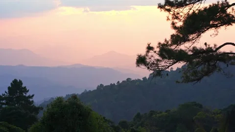 Large pine with layer of mountain and cloudy sky with sunset background Stock Footage 261366469