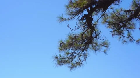 Large pine with layer of mountain and cloudy sky with sunset background Stock Footage 277093135