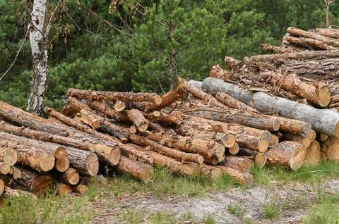 Large pine log stack lies outdoors inside summer coniferous forest. Stock Photos