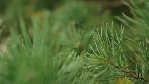 Large pine needles on the branches are taken in close-up. A beautiful plant. Vidéo 150395941