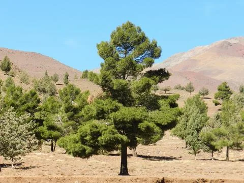A large pine tree with a backdrop of mountains in the Atlas Mountasins of M.. Foto stock