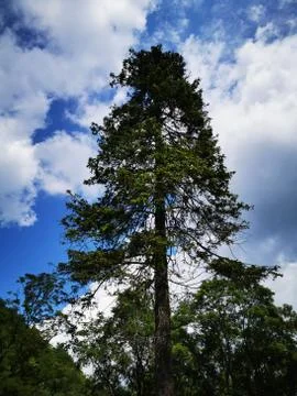 A large pine tree with a beautiful blue sky in Lillafüred Stock Photos