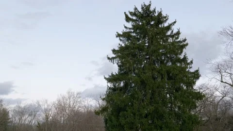 Large pine tree blowing in the winter wind Stock Footage 144259852