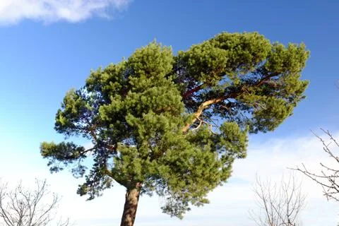 Large pine tree with blue sky and clouds in the bright morning sun Stock Photos