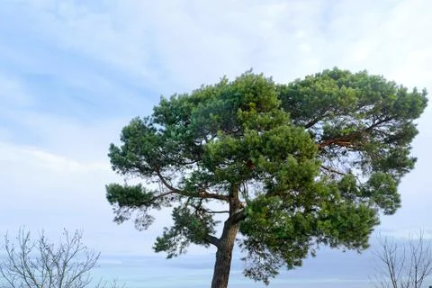 Large pine tree with blue sky and clouds in the bright morning sun Stock Photos