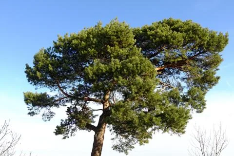 Large pine tree with blue sky and clouds in the bright morning sun Stock Photos