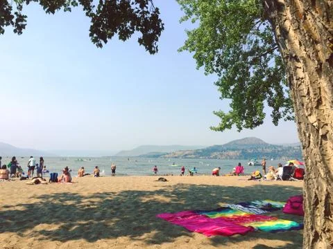 Large pine tree with branches hanging over sandy beach Stock Photos