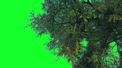 Large Pine Tree In Breeze Green Screen Stock-Footage 330141121