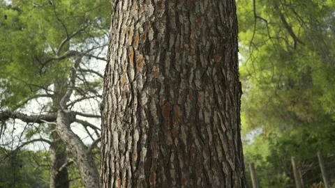 Large pine tree with close up of healthy pine tree bark Stock Footage 160987921