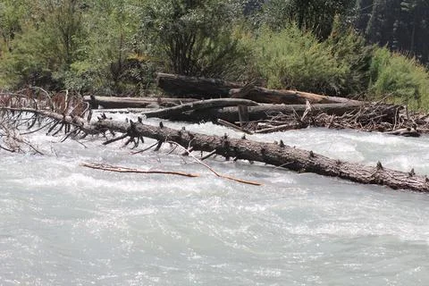 A large pine tree fallen in a fast-flowing river at Kumrat, Pakistan. Stock Photos