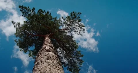 A large pine tree Stock Footage 132311544