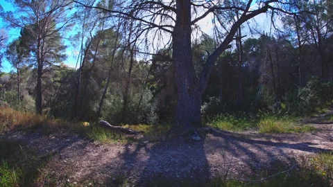 Large Pine Tree Perspective in Benidorm Forest Stock Footage 334801184